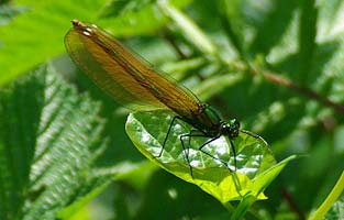 Demoiselle Female