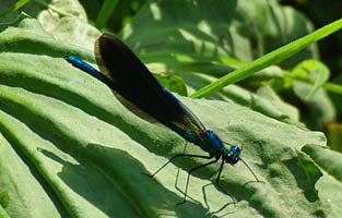 Demoiselle Male