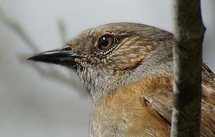 Dunnock by the entrance to the wood