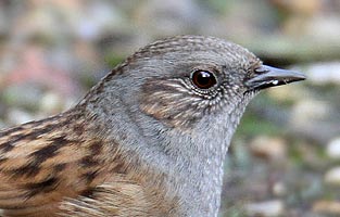 Dunnock in duck feeding area