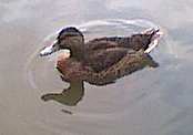 Mallard in eclipse plumage 8th July 2001