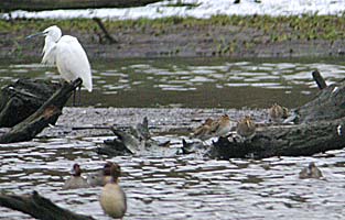 Egret, Snipe and Teal