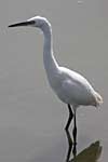 Little Egret August 2004