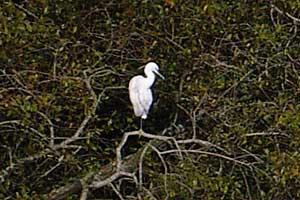 Little Egret