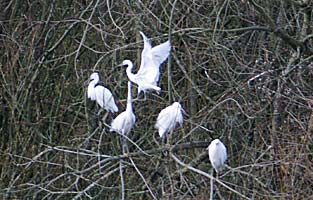 5 of the 7 Egrets present today