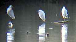 Three Little Egrets