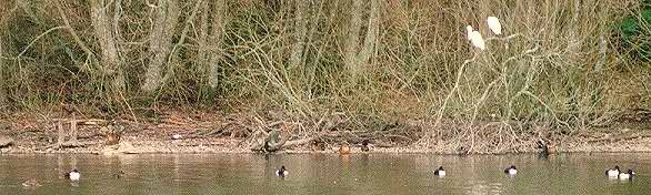 Egrets and Tufted Ducks - Jan 2000