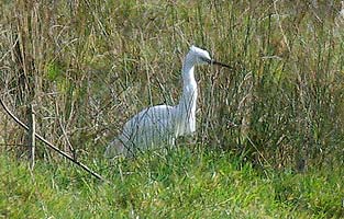 Little Egret in field