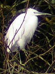 Little Egret in tree