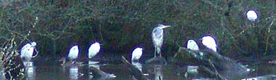 Egrets and Heron