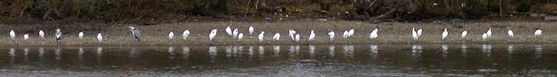 Egrets and Herons on the shoreline
