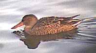 Female Shoveler 30 Oct 2001