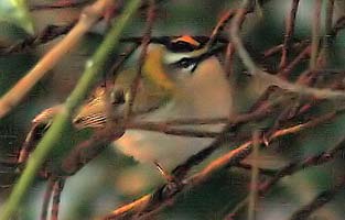 Firecrest