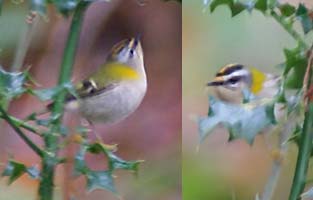 Firecrest