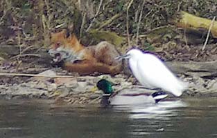 Egret and Mallard very close to fox