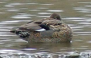 Gadwall