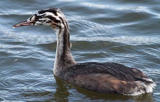 Juvenile Grebe