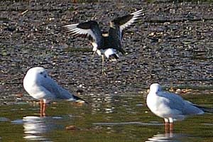 Black Tailed Godwit