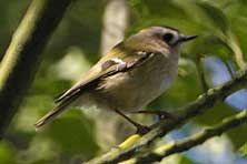 Goldcrest in the woods