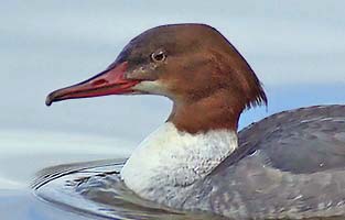 Female Goosander