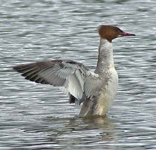 Female Goosander