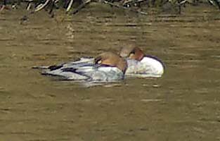 2 Goosander