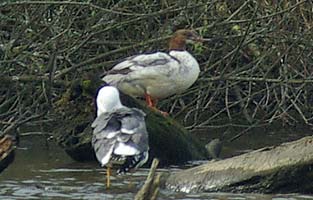 Goosander resting