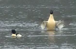 Goosanders in December