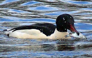 Male Goosander with Fish
