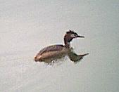 Great Crested Grebe