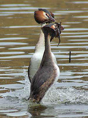 Penguin Dance