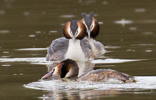 3 is a Crowd