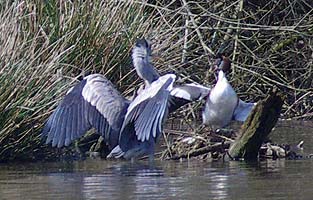 Altercation between Grebe and Heron