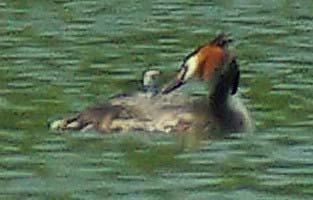 Distant Grebe with new chick