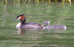 Just one young Grebe so far