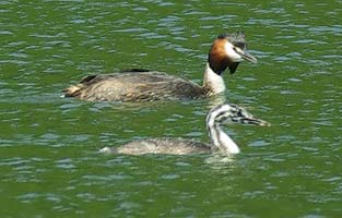 Juvenile Grebe