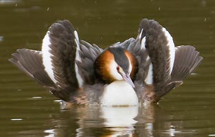 Grebe in Cat Display