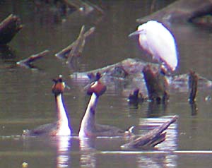Grebes display as an Egret watches