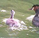 Grebe with young 30th June 2001