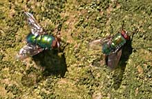 Greenbottles