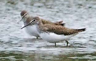 Green Sandpipers