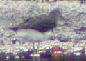 Green Sandpiper