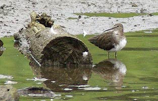 Green Sandpiper