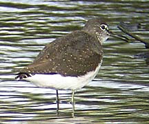 Green Sandpiper photographed by Bob Hastie