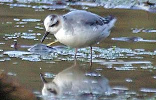 Grey Phalarope 2008