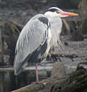 Heron