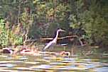 Grey Heron 26th June 2001