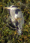 Heron in tree