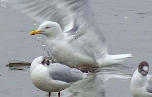 Herring Gull falls through ice