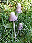 Inkcap